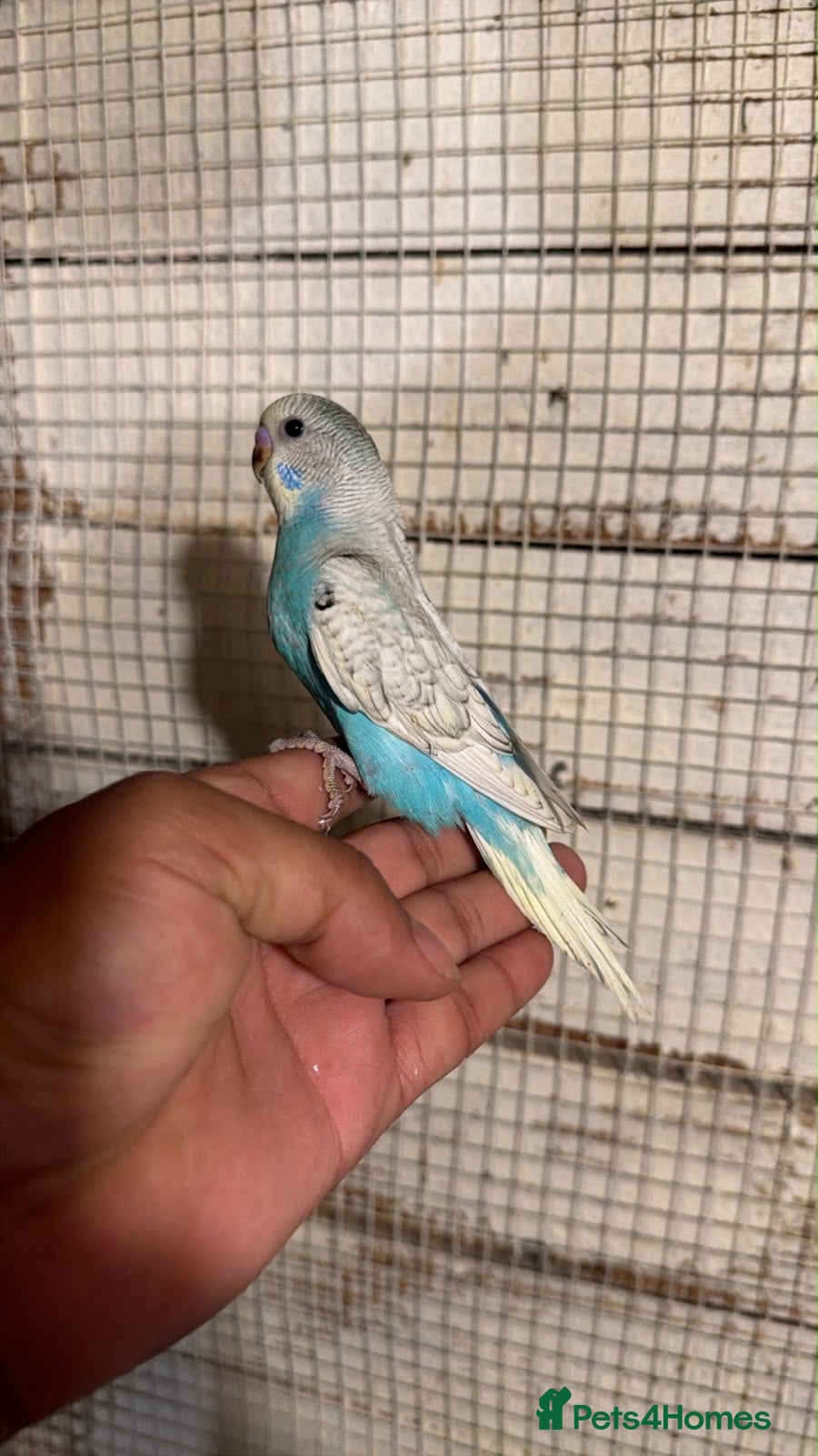 Budgerigars birds Budgies for sale £40 each collection mk404nn - Advert 8