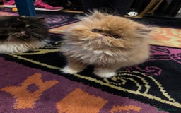 Persian cats for sale: Beautiful red/white pedigree Persian male kitten - Image 1