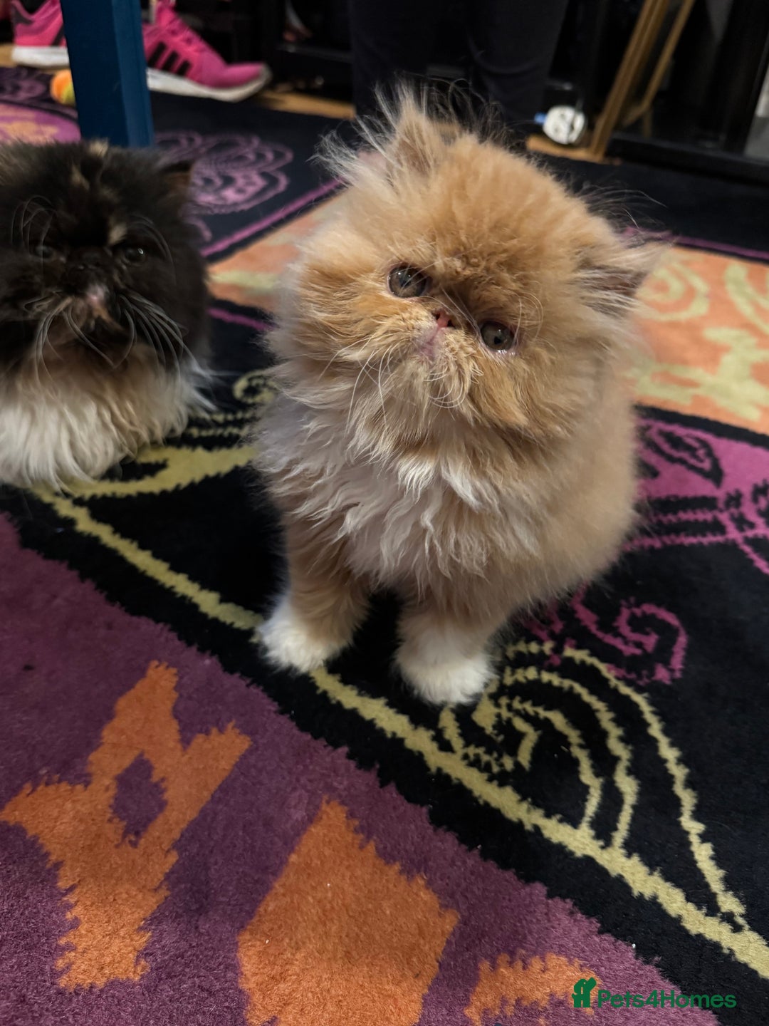 Persian cats for sale: Beautiful red/white pedigree Persian male kitten - Image 1