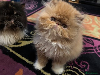 Persian cats - Advert 1