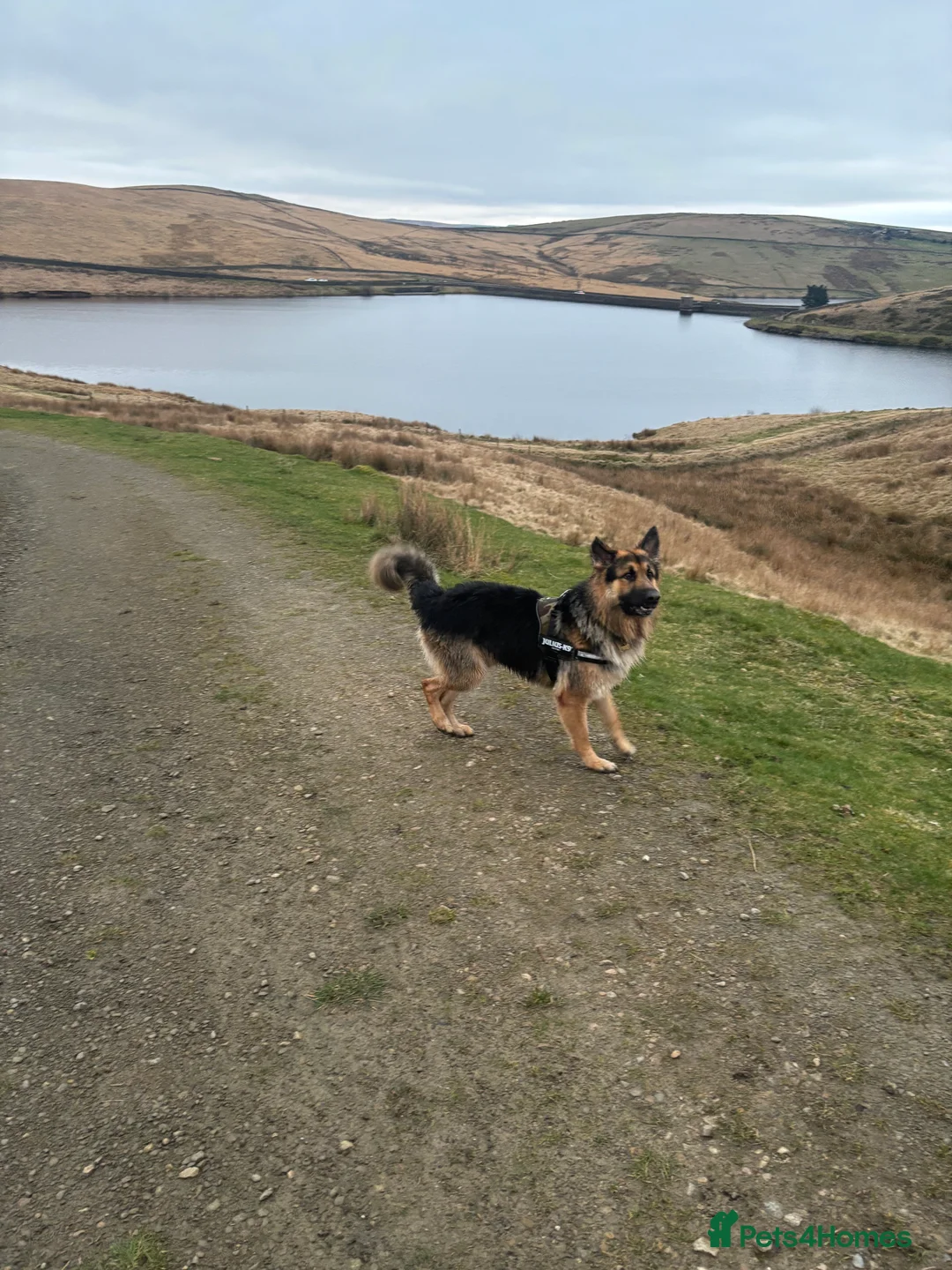Mixed Breed dogs for sale: READY TO GO 3/4 GSD 1/4 Rottweiler - Advert 2