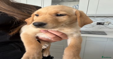 Labrador Retriever dogs - Advert 8