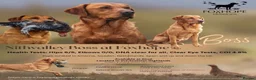 Labrador Retriever dogs for sale: Red Labrador Retriever puppies  - Advert 10
