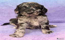 Mini Goldendoodle dogs for sale: Gorgeous Mini Goldendoodles By Therapy Asst Mom - Image 8