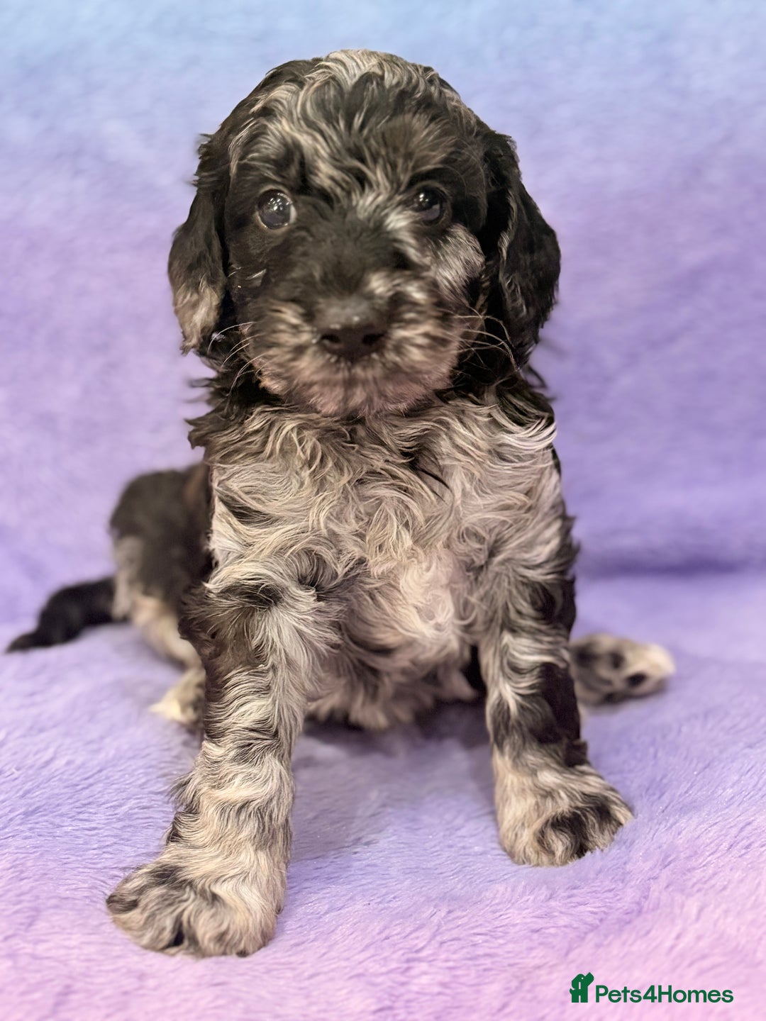 Mini Goldendoodle dogs for sale: Gorgeous Mini Goldendoodles By Therapy Asst Mom - Image 8