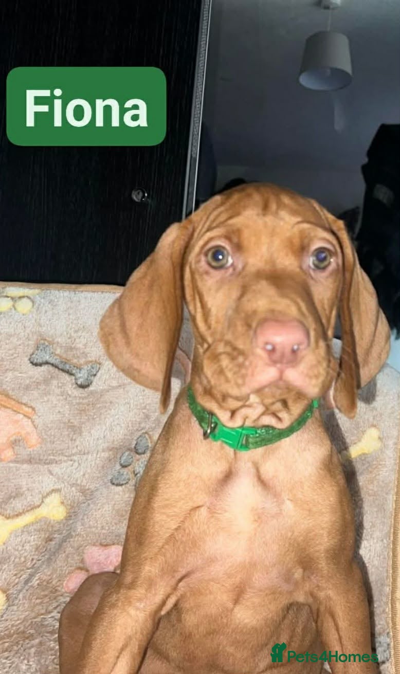 Hungarian Vizsla dogs Extra Ordinary Beautiful Hungarian Vizsla - Advert 6