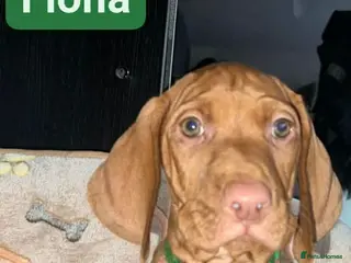 Hungarian Vizsla dogs Extra Ordinary Beautiful Hungarian Vizsla - Advert 7