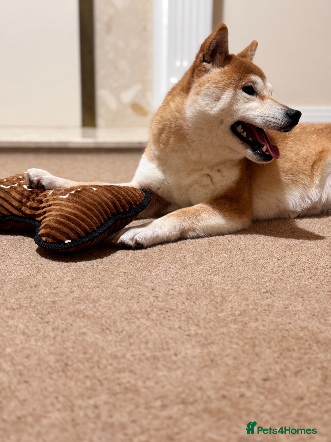 Gallery Image {{count}}