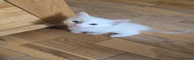 Ragdoll 4