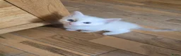 Ragdoll cats for sale: 🐾 Beautiful Ragdoll Kittens – 7 Available 🐾 - Advert 22