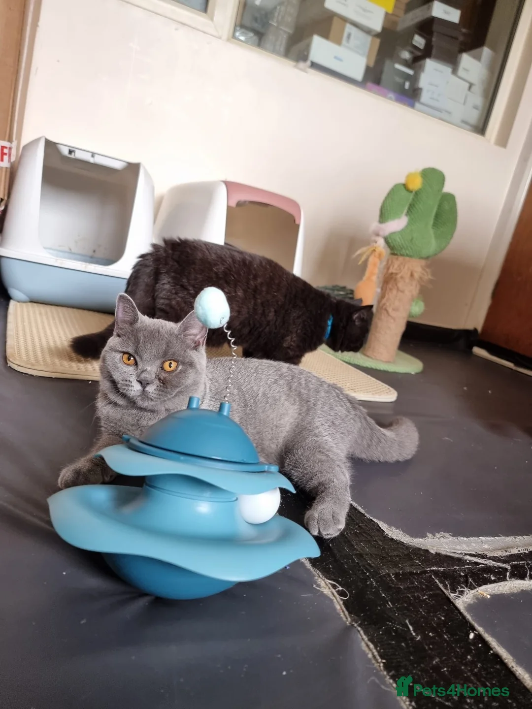 British Shorthair cats for sale: Last 2 Female Quality Kind Healthy GCCF Pedigree - Advert 12