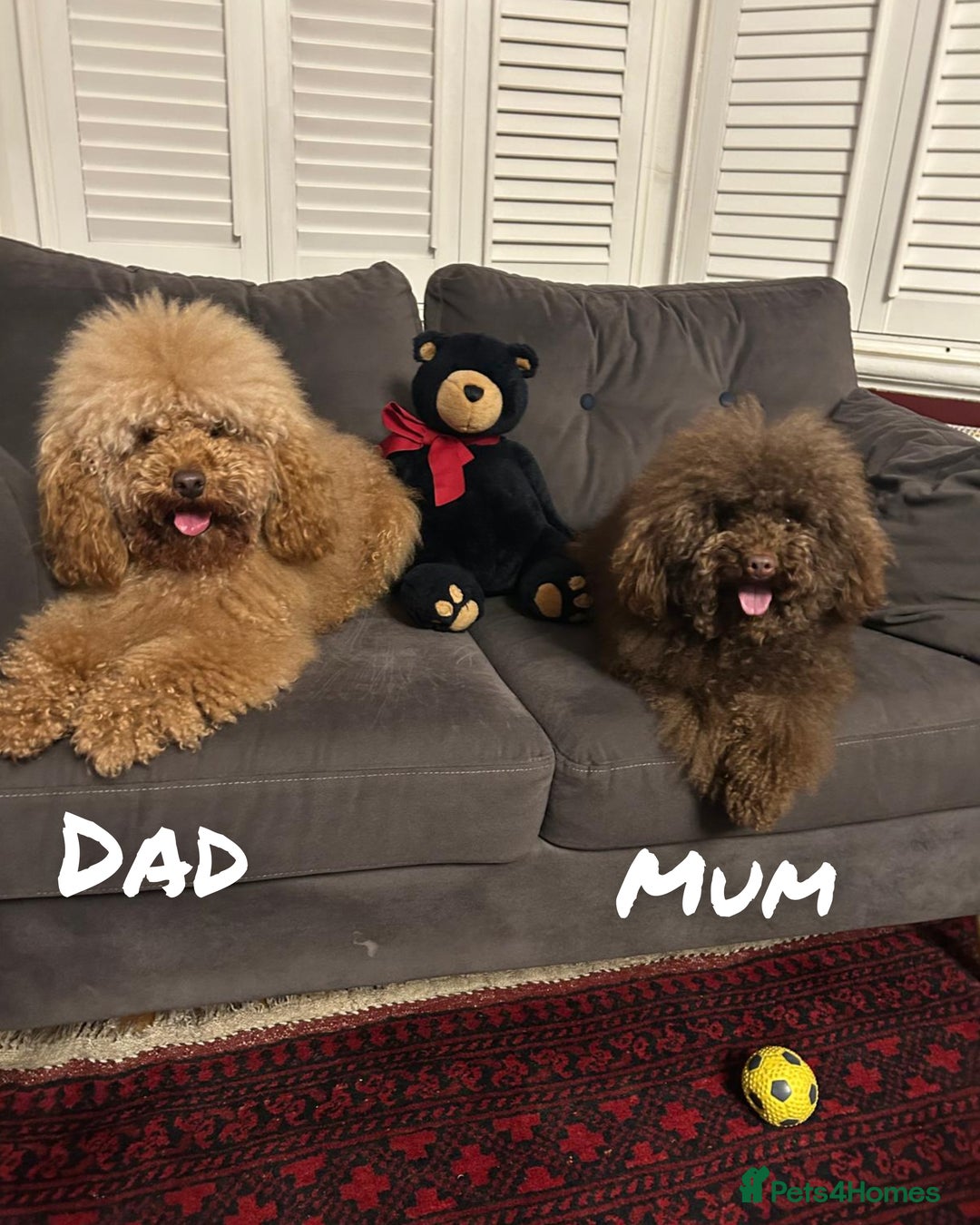 Miniature Poodle dogs for sale: Majestic trusted companies secure yours today  - Advert 5