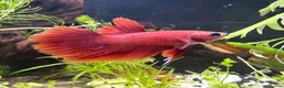 Bettas fish for sale: Beautiful bettas ready to go!  - Advert 4