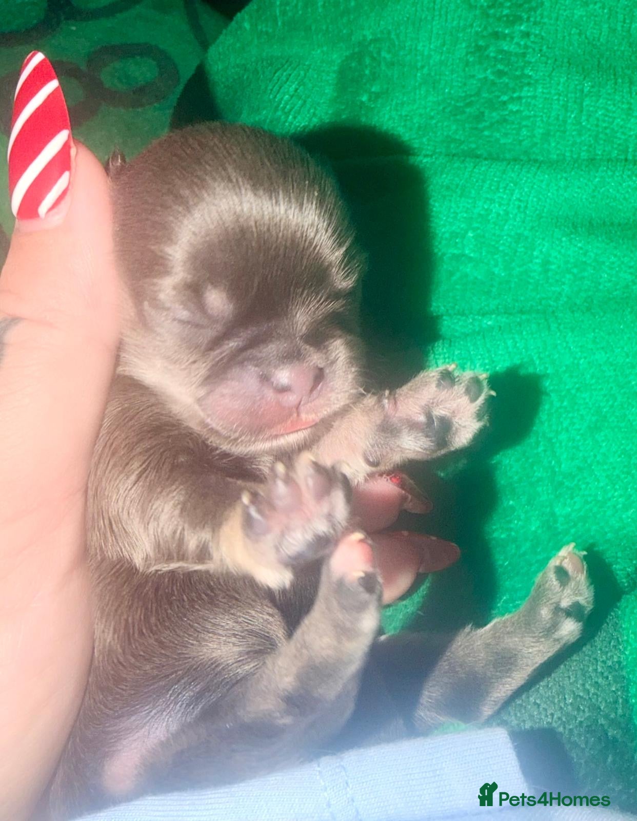 Mixed Breed dogs Gorgeous malchi’s  - Advert 2