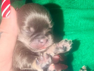 Mixed Breed dogs Gorgeous malchi’s - Advert 2