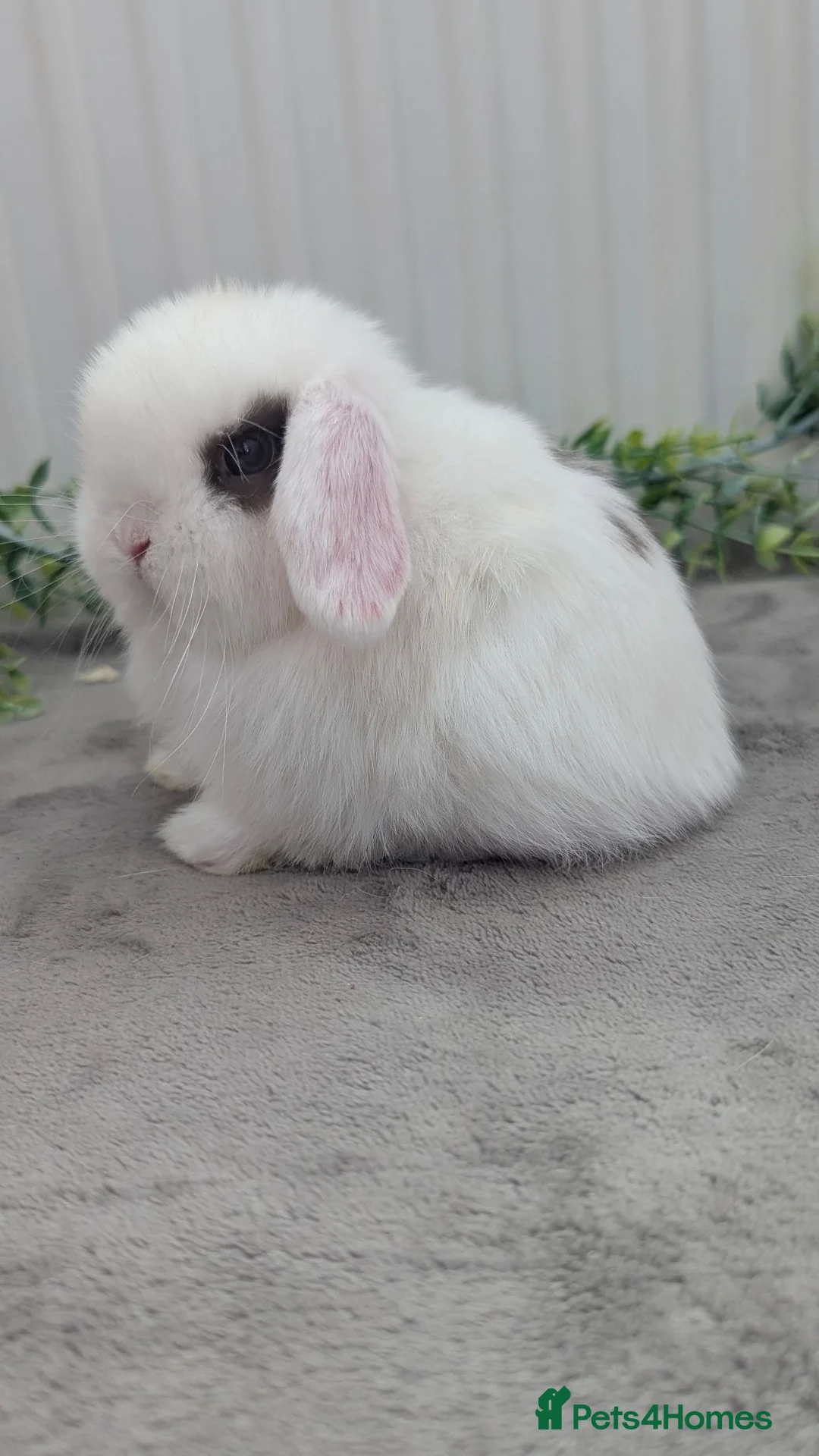 Mini Lop rabbits for sale: Mixed mini lops looking for homes - Advert 11