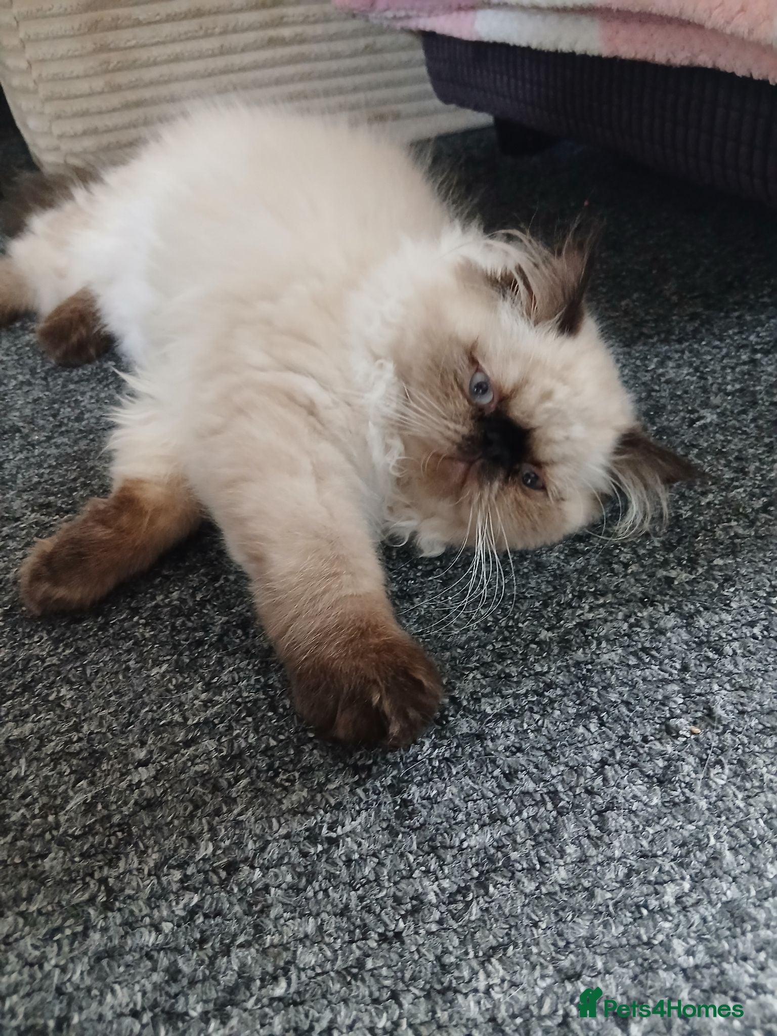 Persian cats Persian male, 4 months old - Advert 9