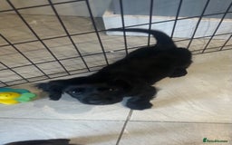 English Springer Spaniel dogs for sale: Two English springer spaniel puppies - Image 2