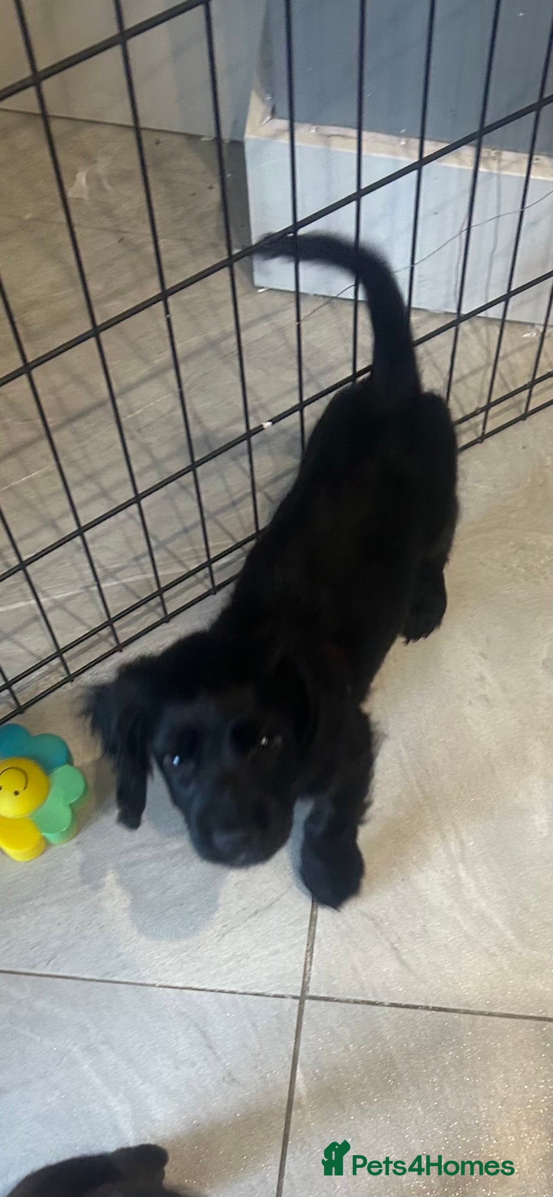 English Springer Spaniel dogs for sale: Two English springer spaniel puppies - Image 2