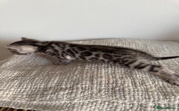 Bengal cats for sale: Milo & Maya’s beautiful pure Bengal babies 🐾 - Image 5