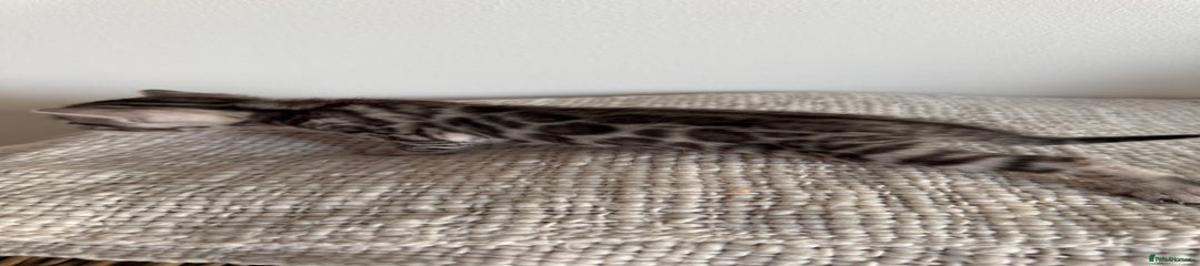 Bengal silver 2