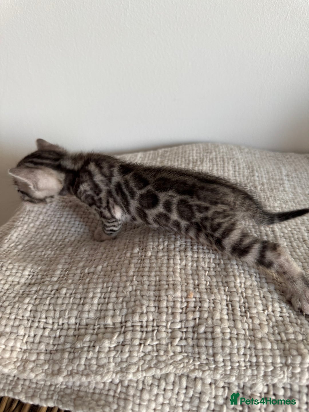 Bengal cats for sale: Milo & Maya’s beautiful pure Bengal babies 🐾 - Image 5