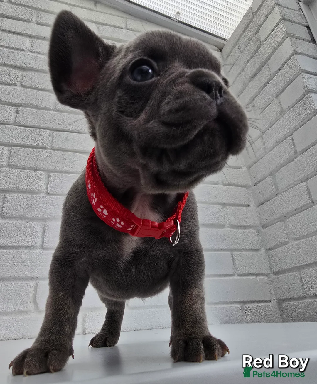 French Bulldog dogs for sale: Stunning Blue French Bulldog Puppies - Advert 7