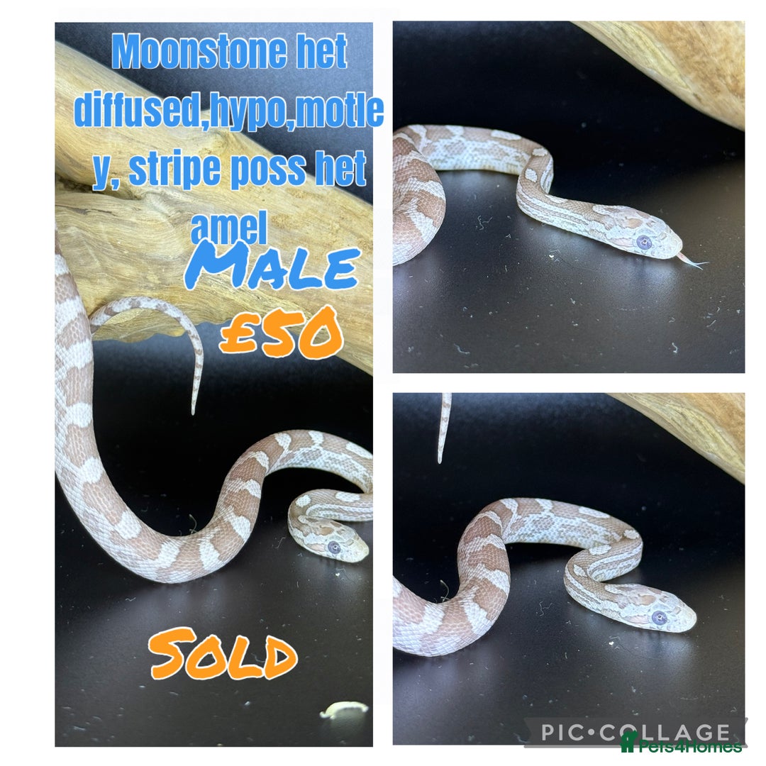 Corn Snake reptiles for sale: Different variations of lavender corn snake babies - Image 10