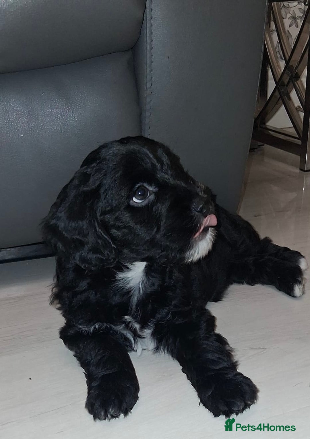 Mixed Breed dogs for sale: ‼️REDUCED 2 BEAUTIFUL YORKIPOO BOY READY NOW‼️  - Advert 19
