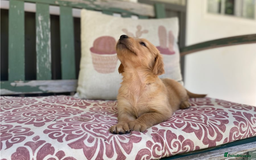 Golden Retriever dogs for sale: Beautiful Golden Retriever Puppies – Family Raised - Image 28