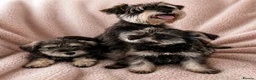 Miniature Schnauzer dogs for sale: Miniature Schnauzer Puppies–Pepper&Salt Boys&Girls in Brentwood - Advert 3