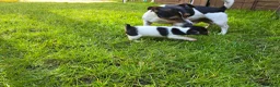 Jack Russell dogs for sale: Short haired Jack Russell puppy - Advert 7