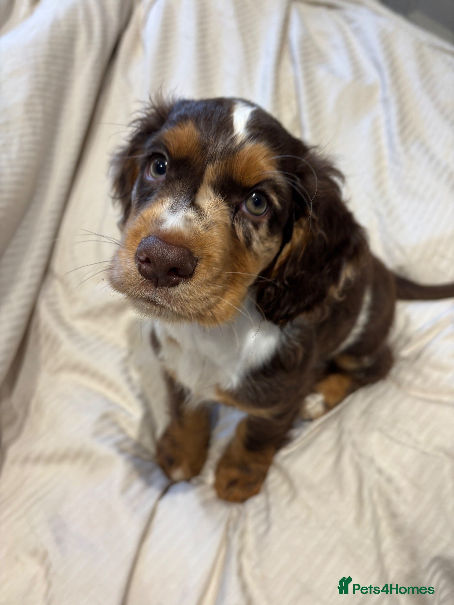 Cocker Spaniel dogs Working cocker spaniels - Advert 15