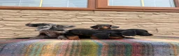 Doxiepoo dogs for sale: Beautiful doxiepoos (council licensed breeder) - Advert 6