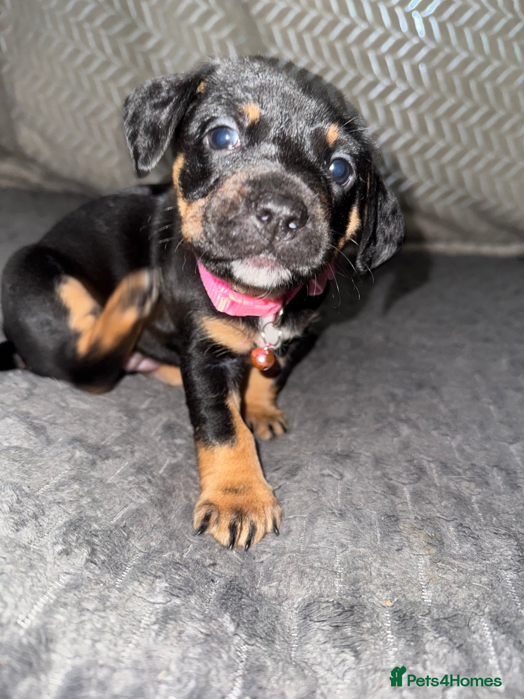 Mixed Breed dogs for sale: 🐾 Beautiful French Bull Weiners 🐾  - Advert 30