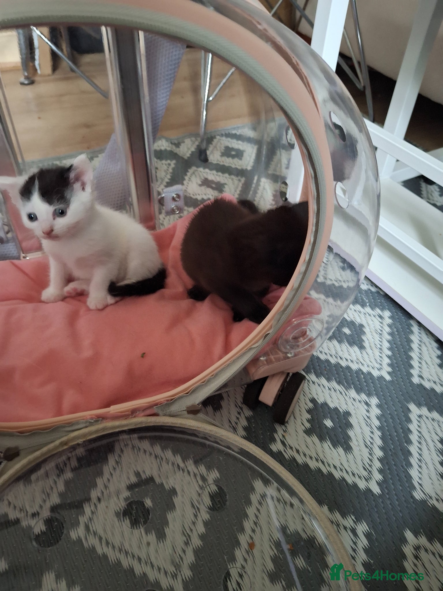 British Shorthair cats Three Cute kittens mixed bengal,female - Advert 1