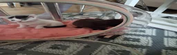 British Shorthair cats for sale: Three Cute kittens mixed bengal,female - Advert 1
