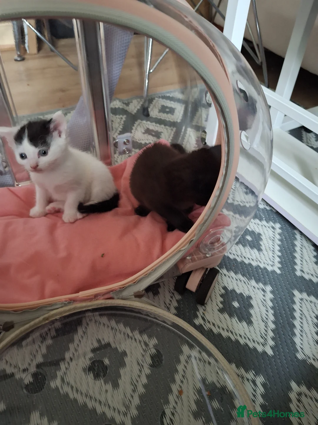 British Shorthair cats for sale: Three Cute kittens mixed bengal,female - Advert 1