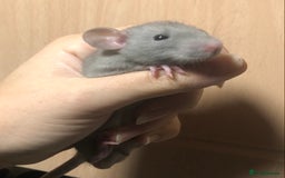 Rat rodents for sale: Baby dumbo rats - Image 2