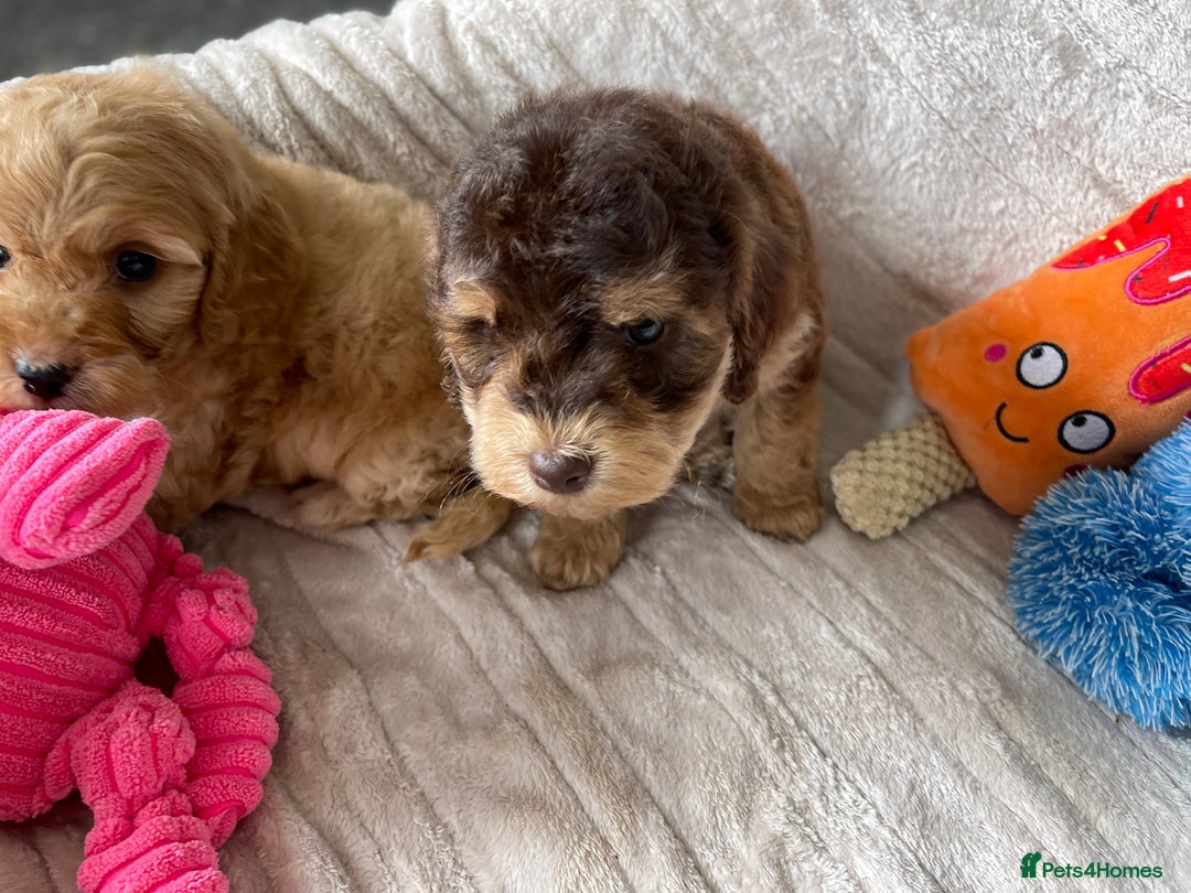 Cockapoo dogs for sale: Chocolate F1b Cockapoo’s - Image 18