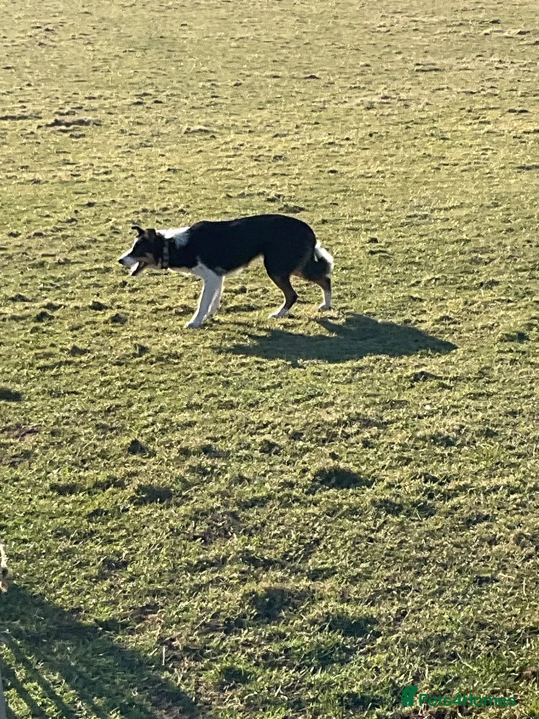 Border Collie dogs for sale: Holly  - Advert 1