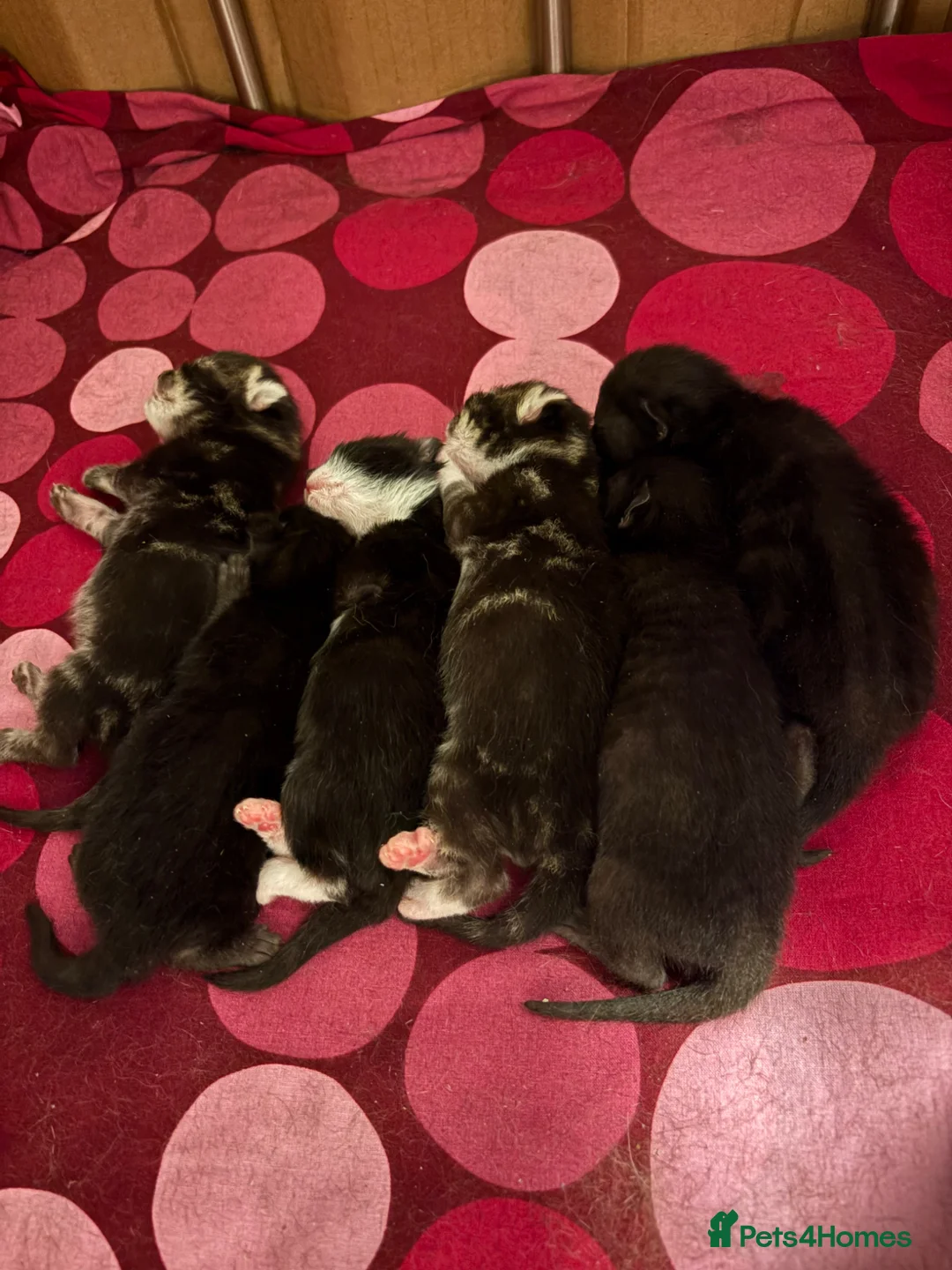 Mixed Breed cats for sale: Beautiful Kittens for Sale in Sunbury-on-Thames - Advert 1