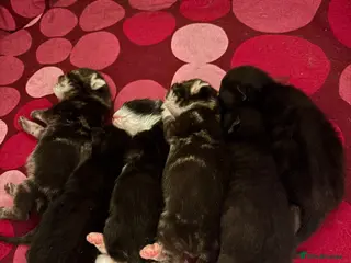 Mixed Breed cats Beautiful Kittens for Sale - Advert 2