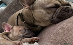 French Bulldog dogs for sale: LILAC Frawn 1girl pup left(I own both mom and dad) - Image 9