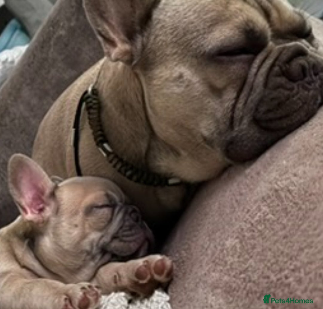 French Bulldog dogs for sale: LILAC Frawn 1girl pup left(I own both mom and dad) - Image 9