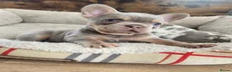 French Bulldog dogs for sale: New Shade Isabella Merle and Tan! - Advert 12