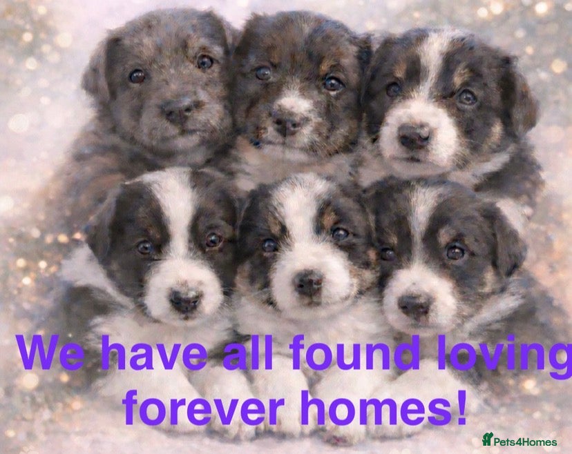 Border Collie dogs 6 gorgeous high quality Border Collie Puppies  - Advert 3