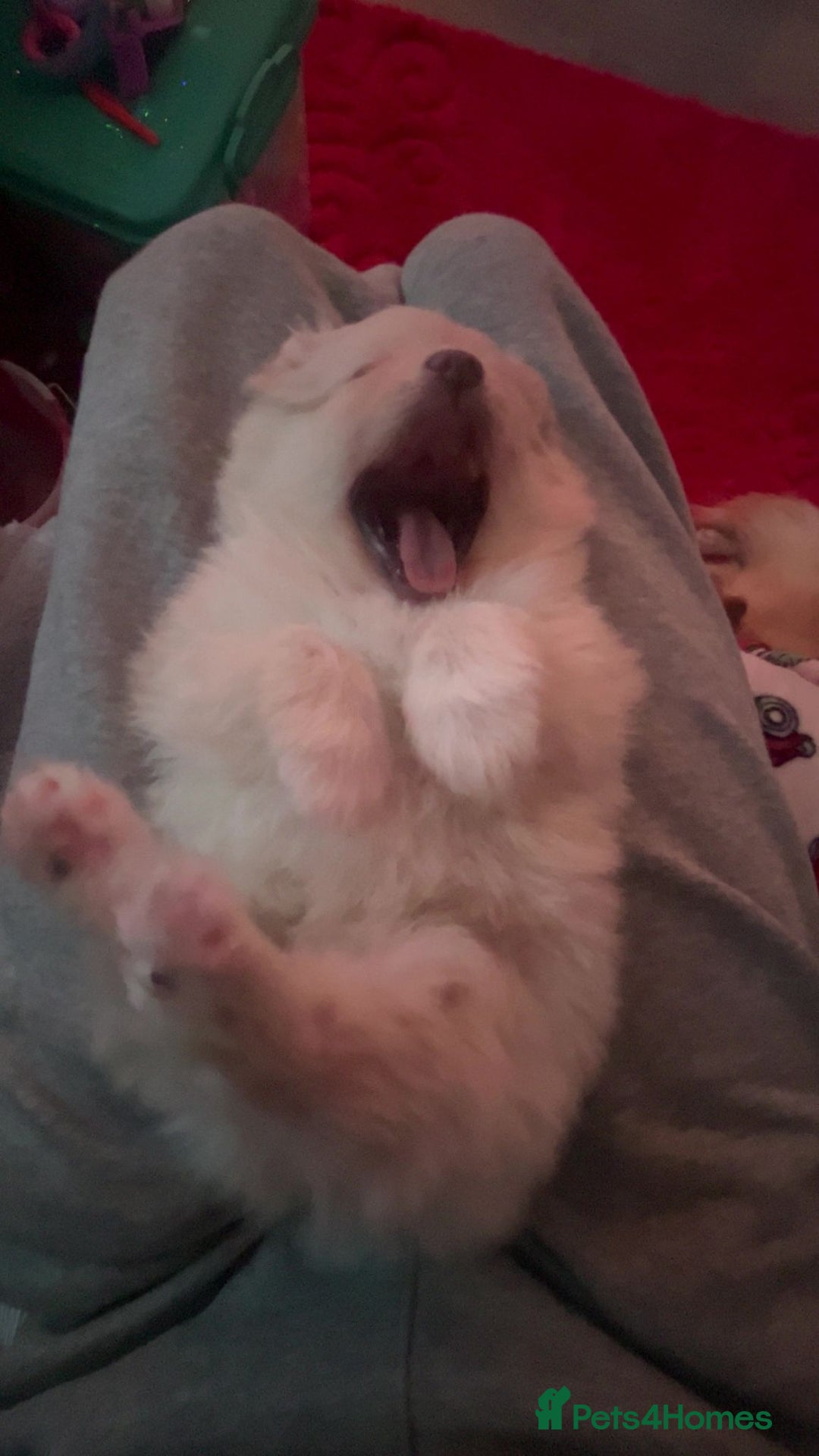 Pomeranian dogs for sale: Pomeranian Puppy For Sale - Advert 8