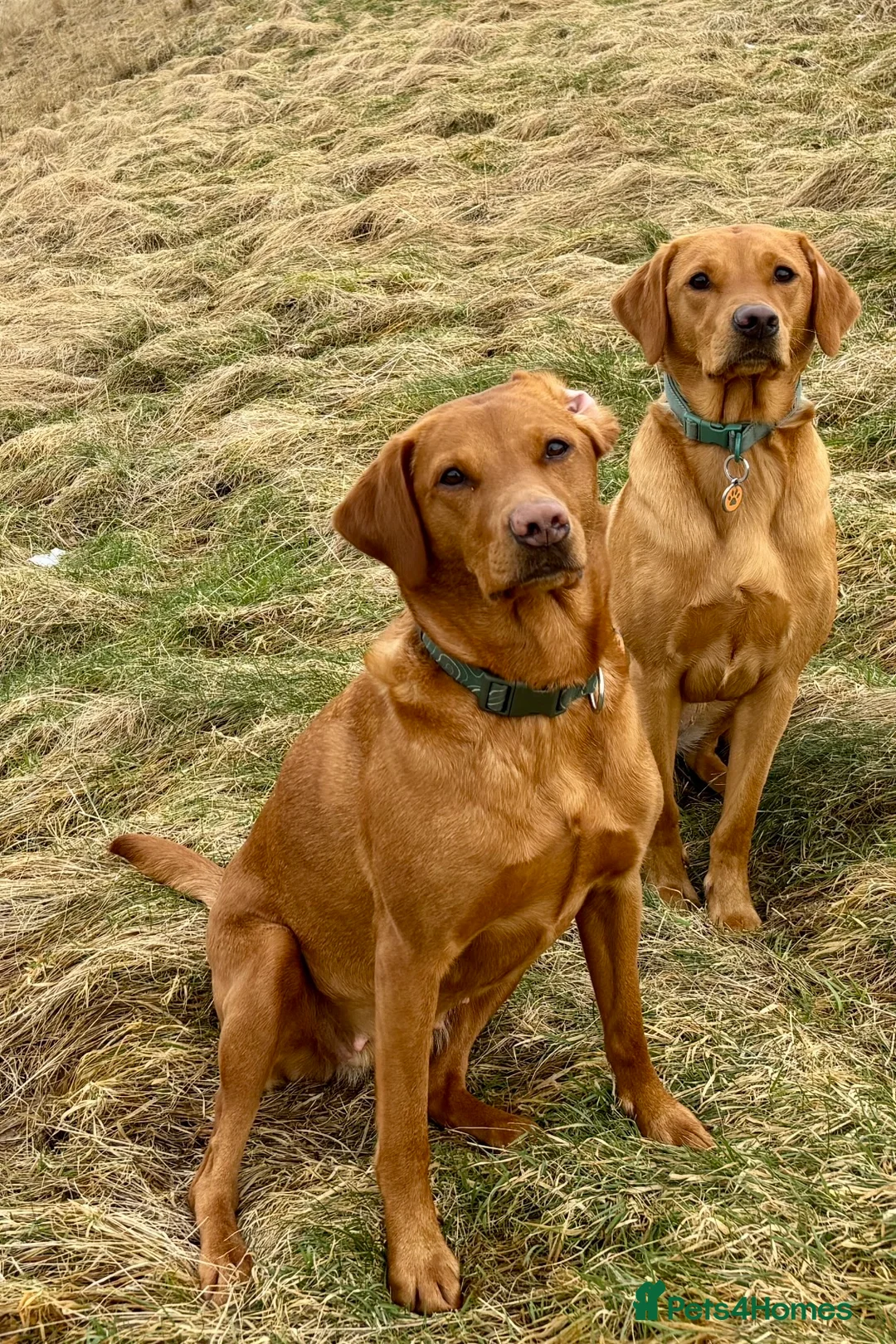Labrador Retriever dogs for sale: Quality Best of Breed Lineage, Fox Red Lab Puppies - Advert 2