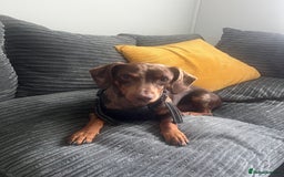 Mixed Breed dogs for sale: Male 2yo mixed breed daschund - Image 1